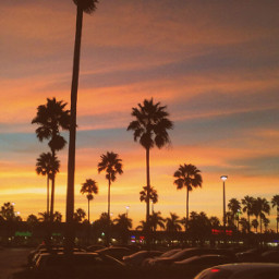 beautiful sunset miami palmtrees fl