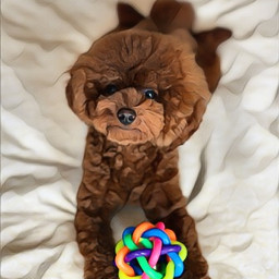 freetoedit dog puppy toy brown