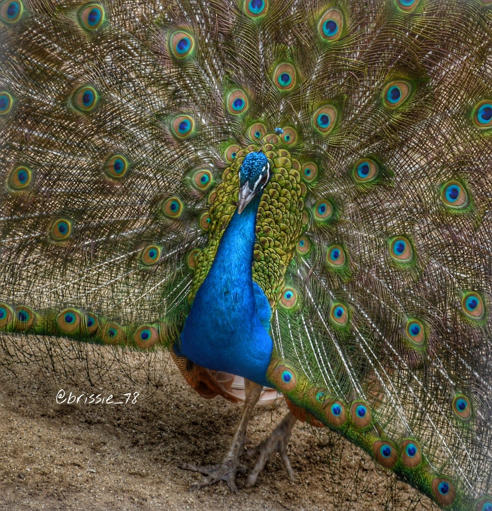 Beautiful Peacock! #interesting #peacock