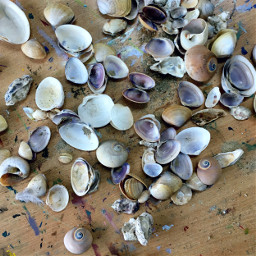 summer art beach interesting shells freetoedit